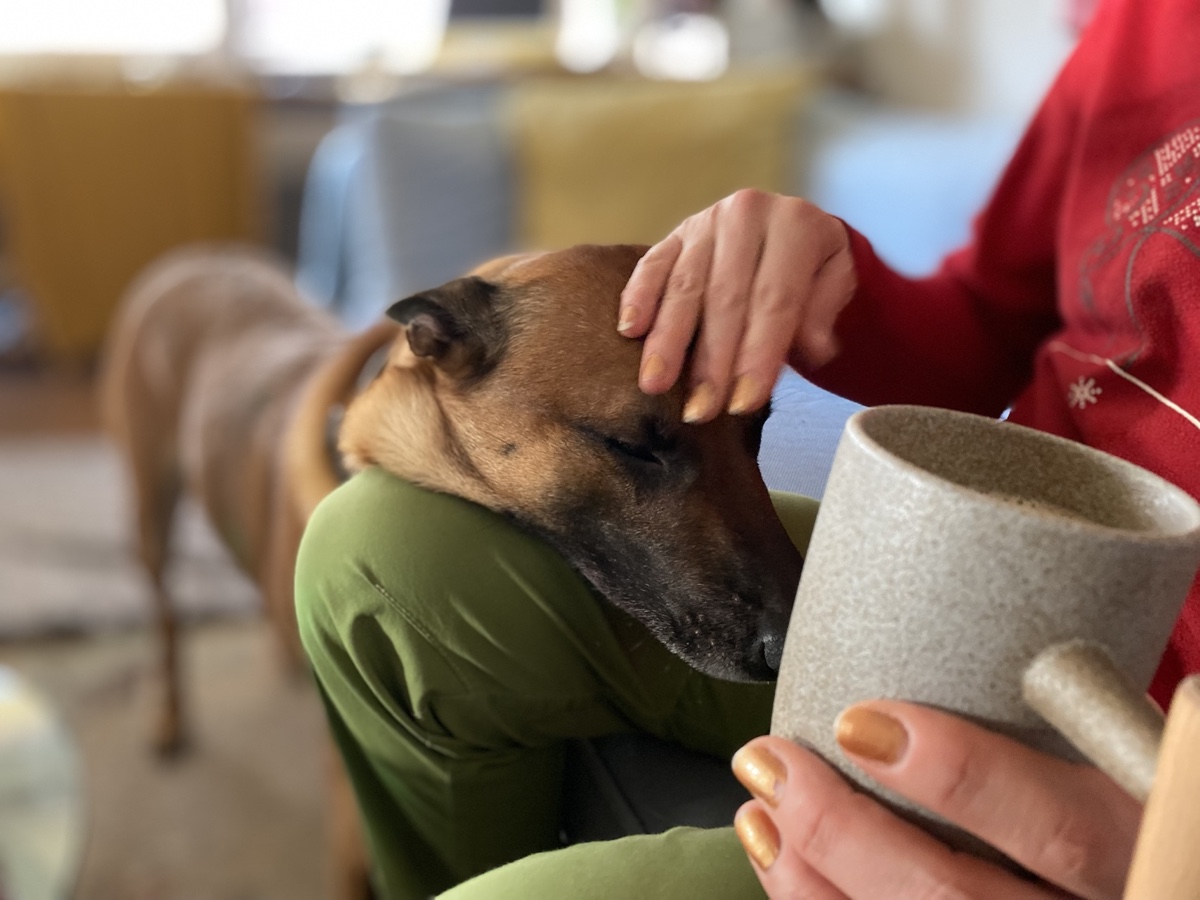 Een ontspannen hond krijgt rustige persoonlijke aandacht van de vaste verzorger