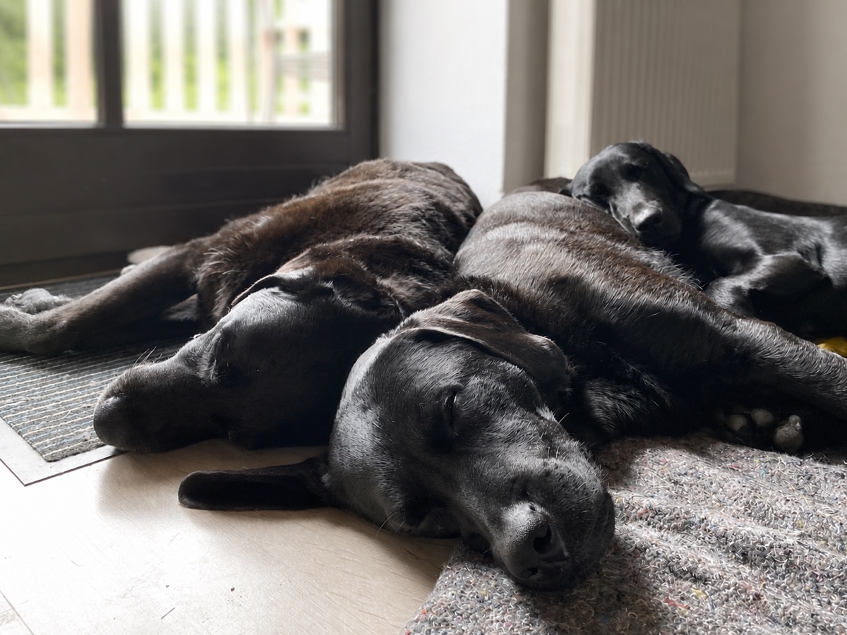 Een kleine groep honden slaapt ontspannen samen in de huiselijke opvang