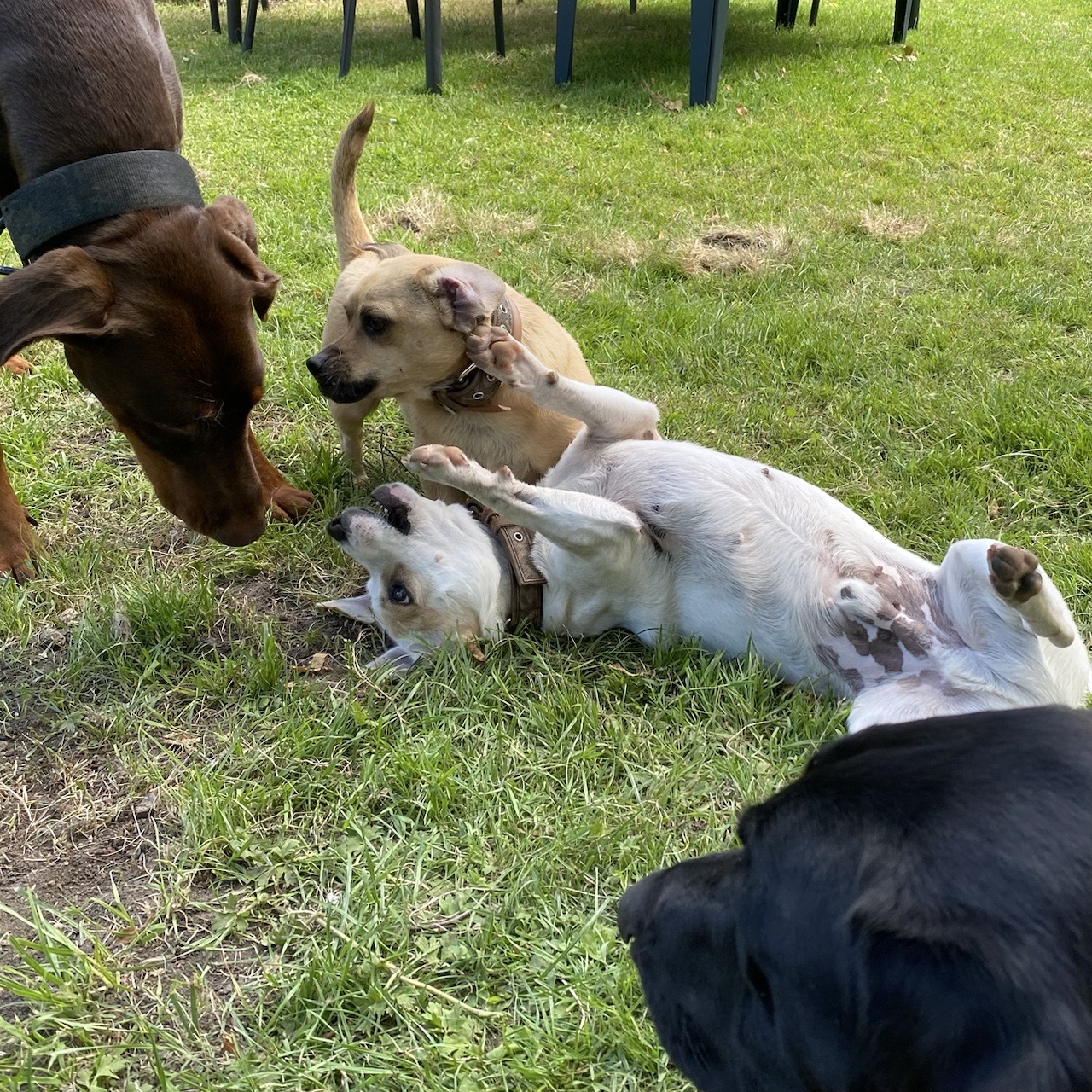 Drie honden maken rustig en ontspannen contact met elkaar in het gras