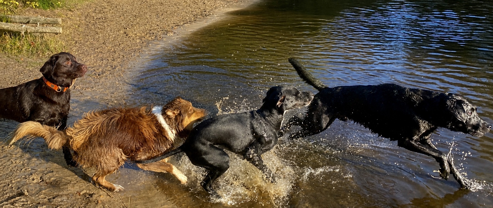 Honden bewegen samen door het water tijdens de dagopvang