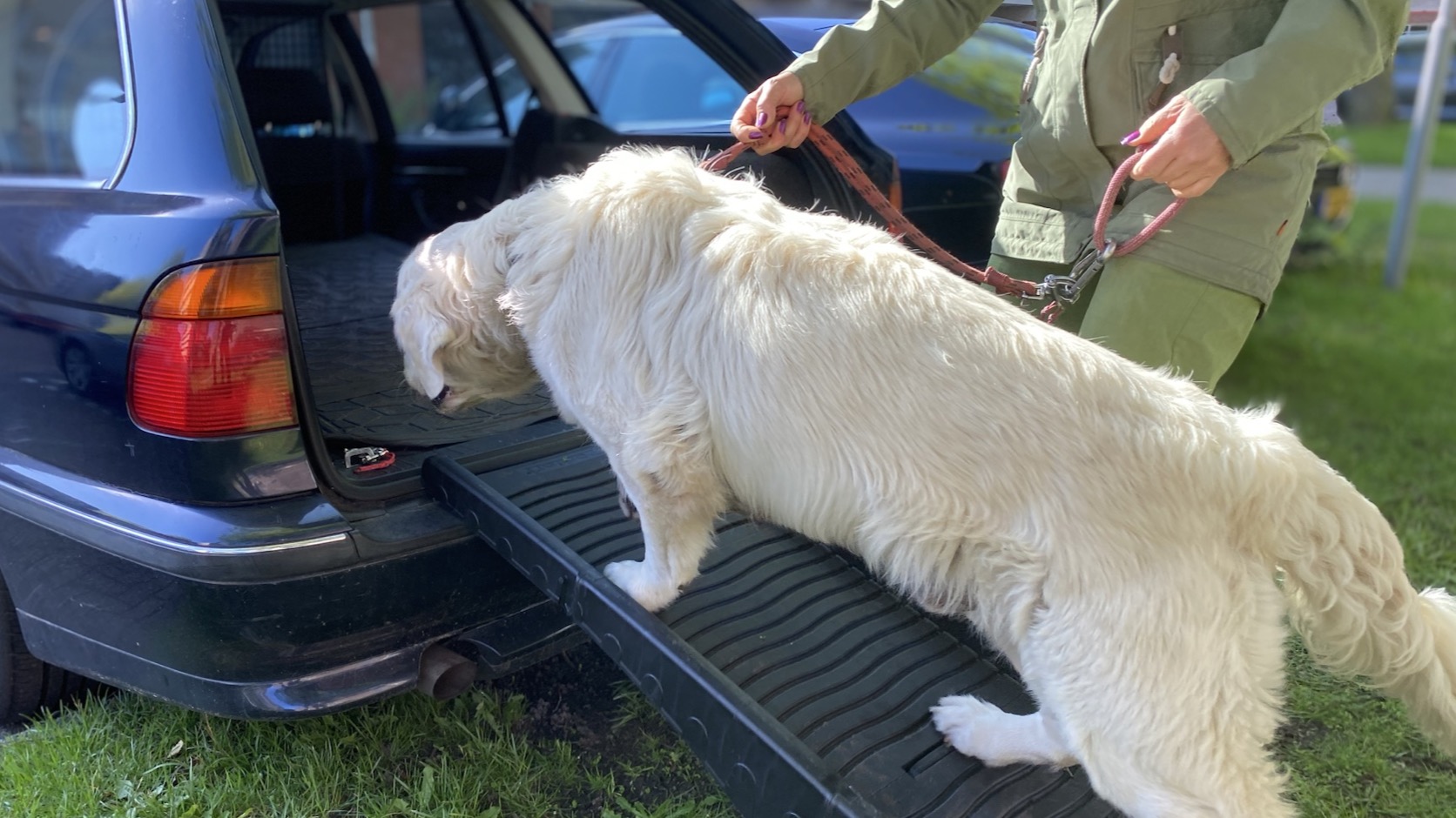 Onze eigen hond loopt aangelijnd via de loopplank de auto in