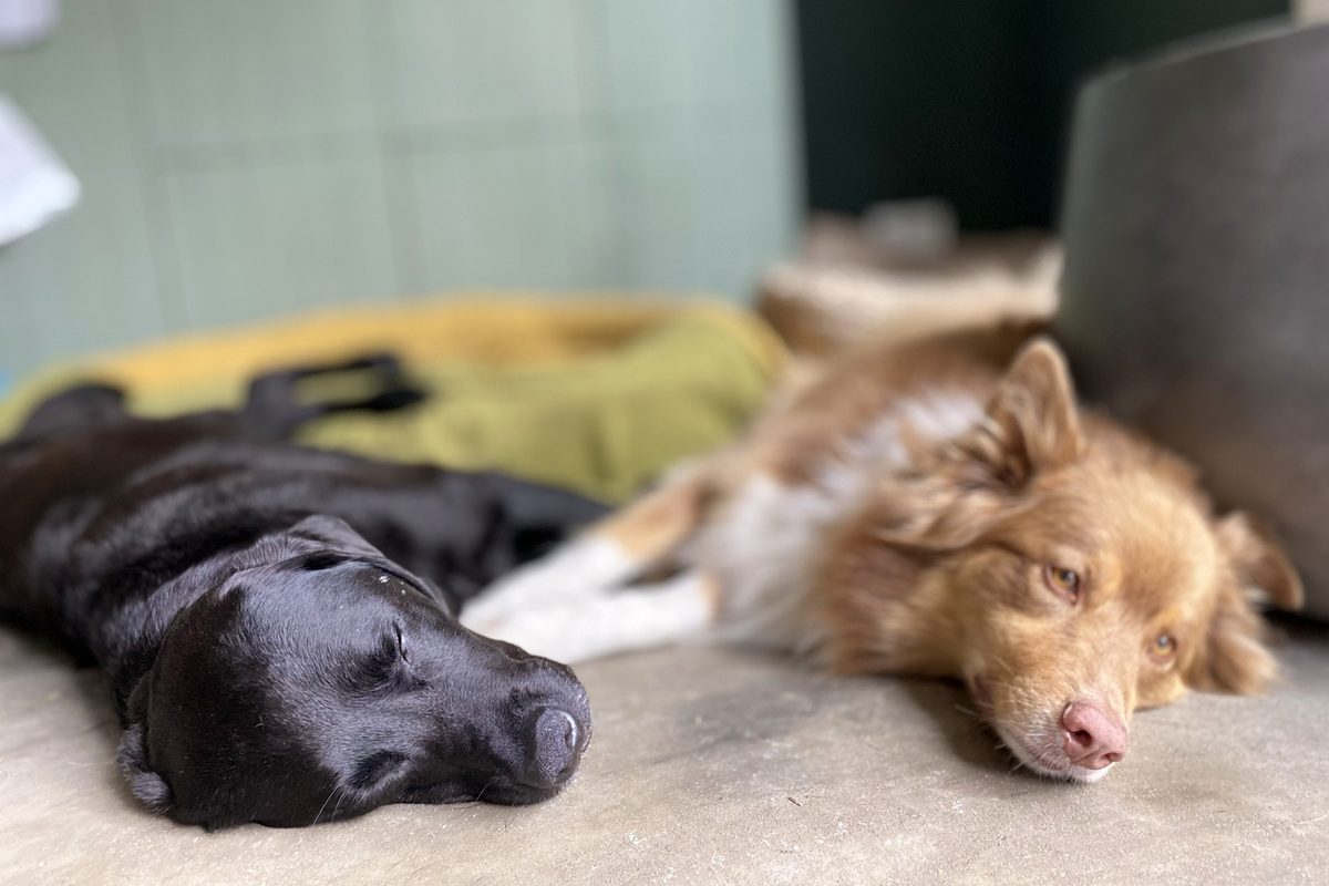 Twee honden liggen ontspannen naast elkaar te rusten in de huiselijke opvang