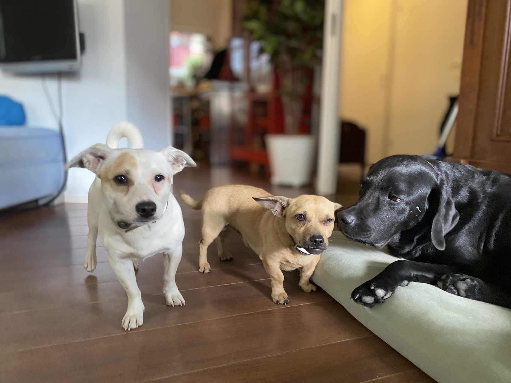 Drie honden van verschillende grootte verblijven ontspannen samen in de huiselijke opvang
