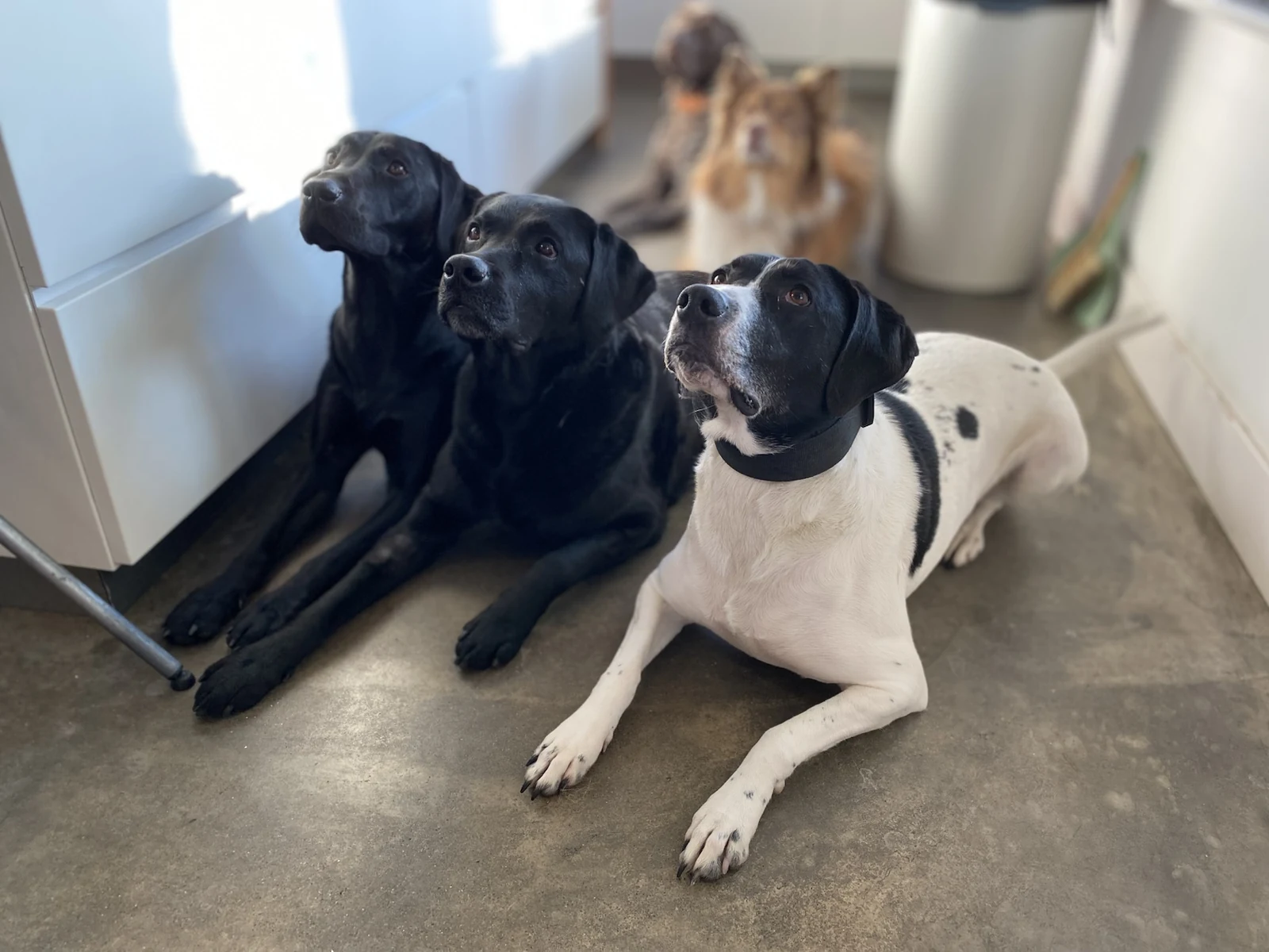 Drie honden wachten rustig en aandachtig samen binnen tijdens de dagopvang.