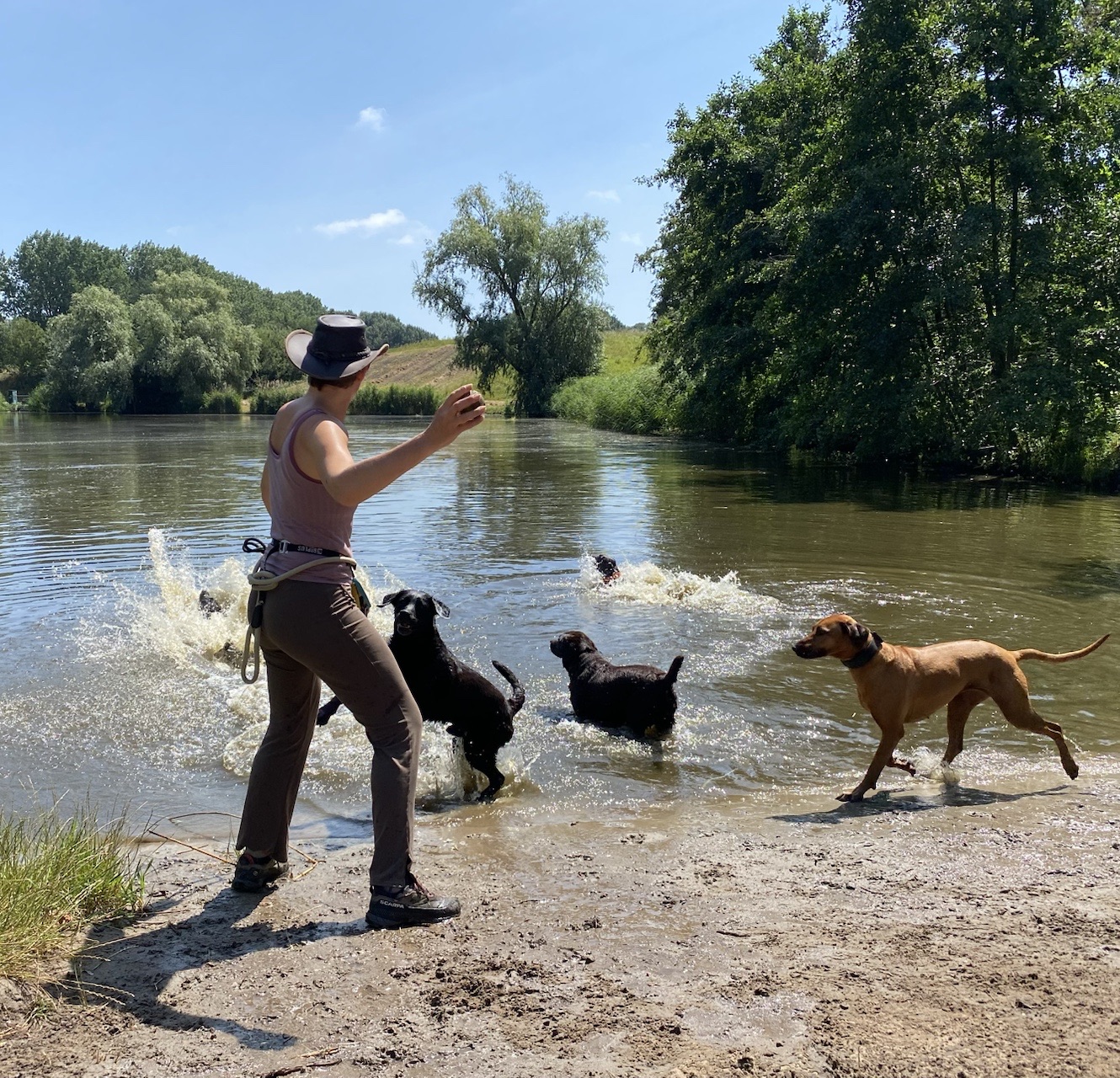 Honden van verschillende rassen spelen samen in het water tijdens een begeleid buitenmoment