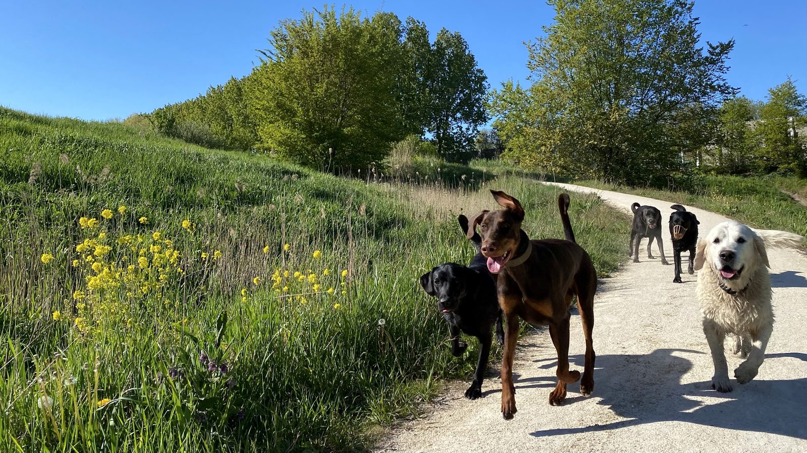 Een kleine groep honden wandelt ontspannen over een pad tussen riet, bomen en bloemen in het groene landschap ten noorden van Amsterdam