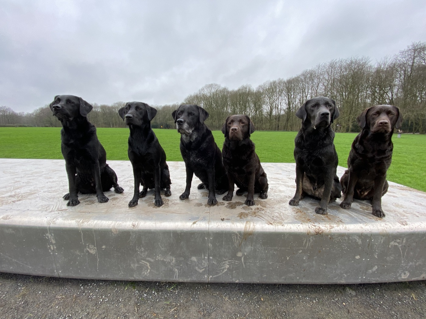 Zes honden zitten rustig naast elkaar met voldoende onderlinge ruimte