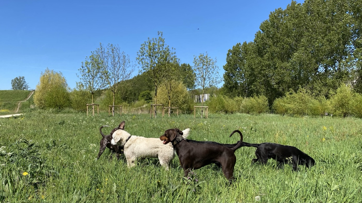 Honden snuffelen en bewegen vrij door hoog gras in een groene omgeving
