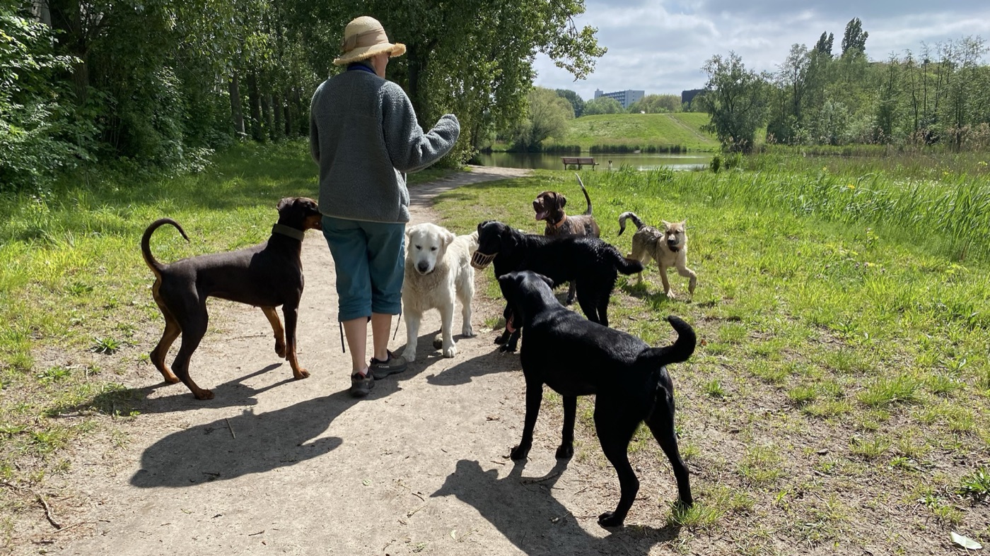 Vaste verzorger begeleidt een kleine groep honden langs een groen pad
