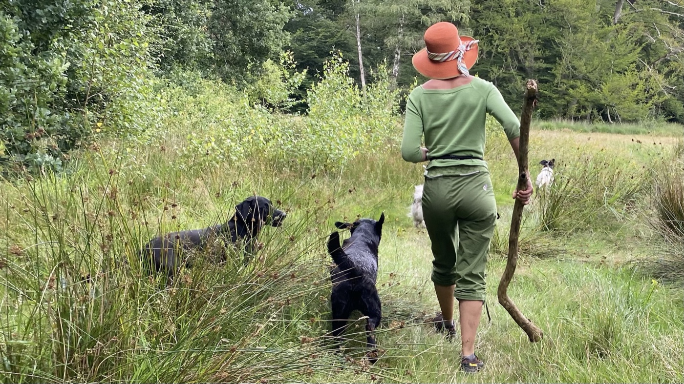 De vaste verzorger wandelt overdag met een groep honden door het groen