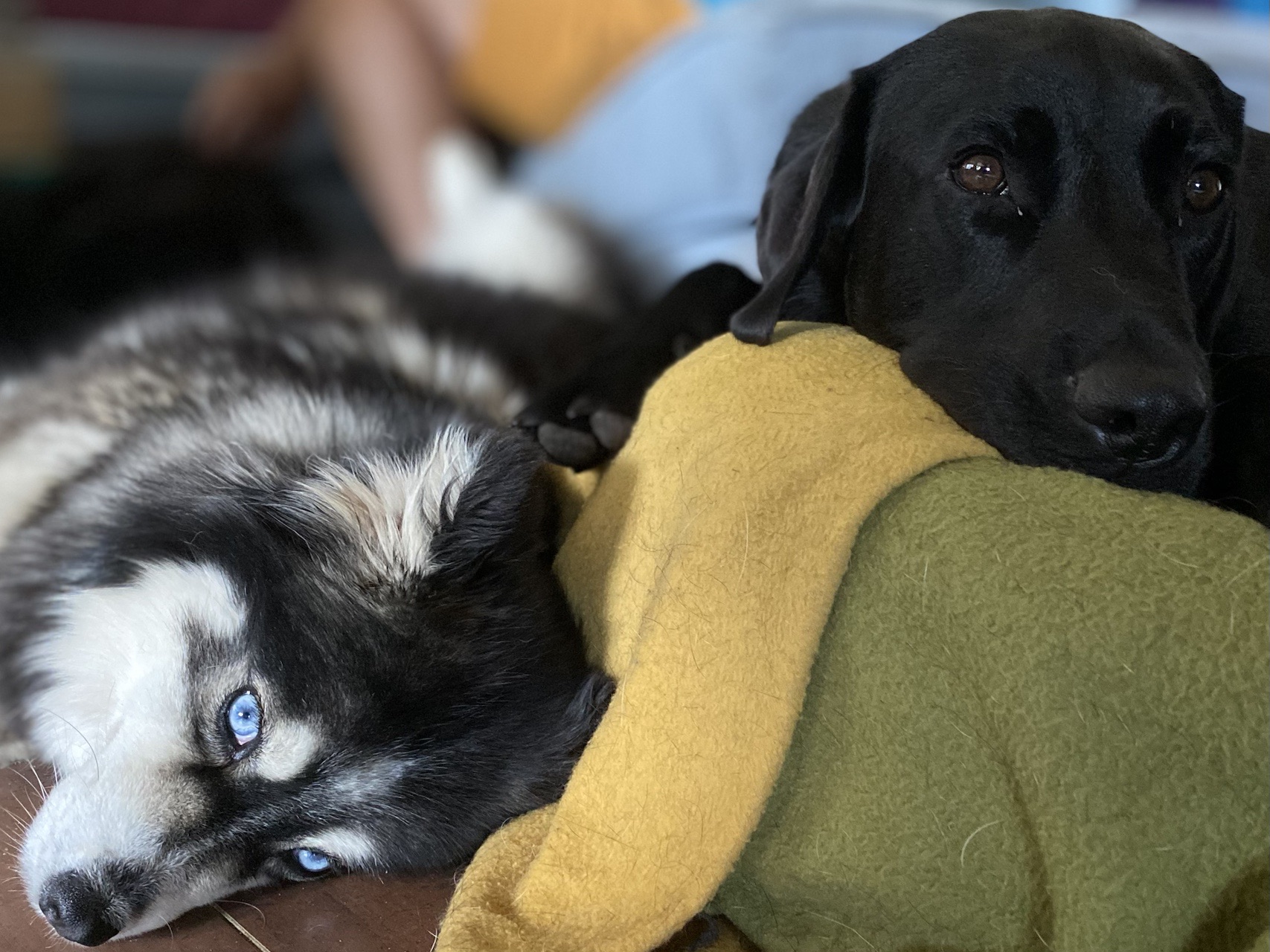 Twee honden rusten ontspannen op zachte ergonomische hondenbedden