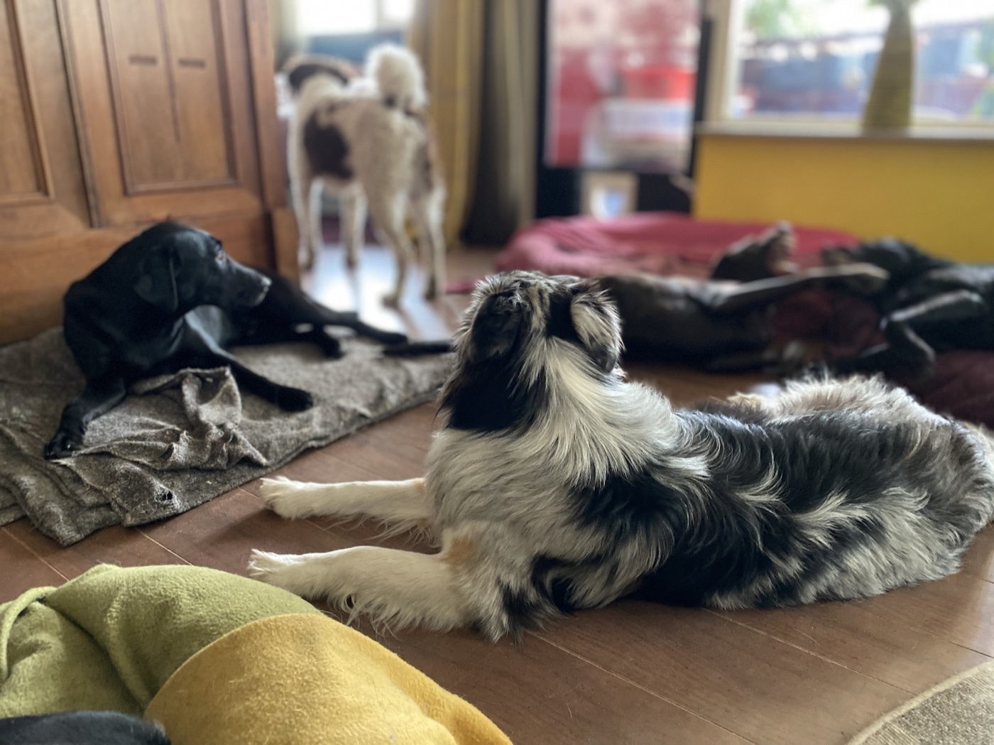 Honden van verschillende formaten rusten verspreid in een huiselijke leefruimte
