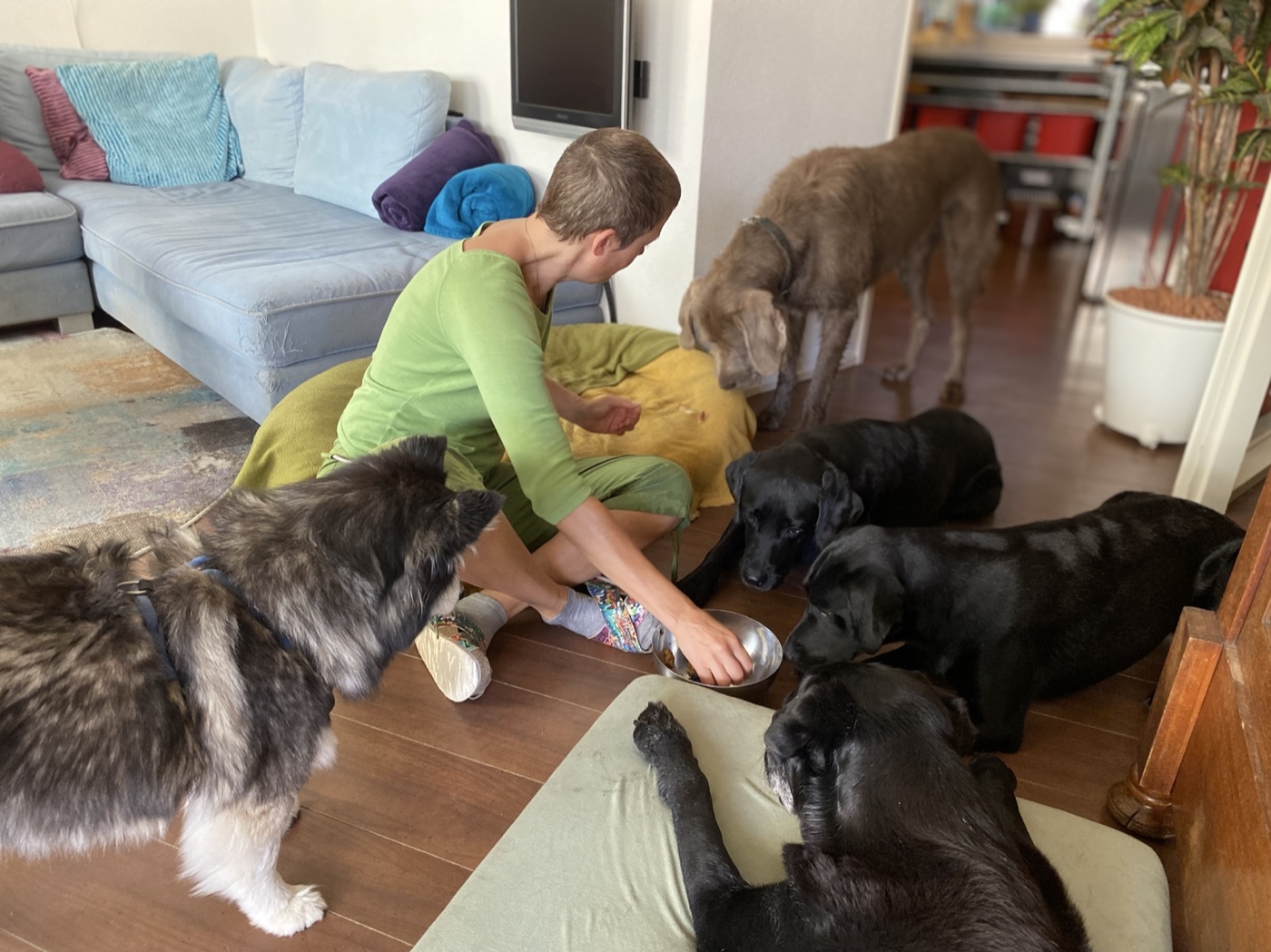 De vaste verzorger zit tussen rustig wachtende honden in de huiselijke leefruimte