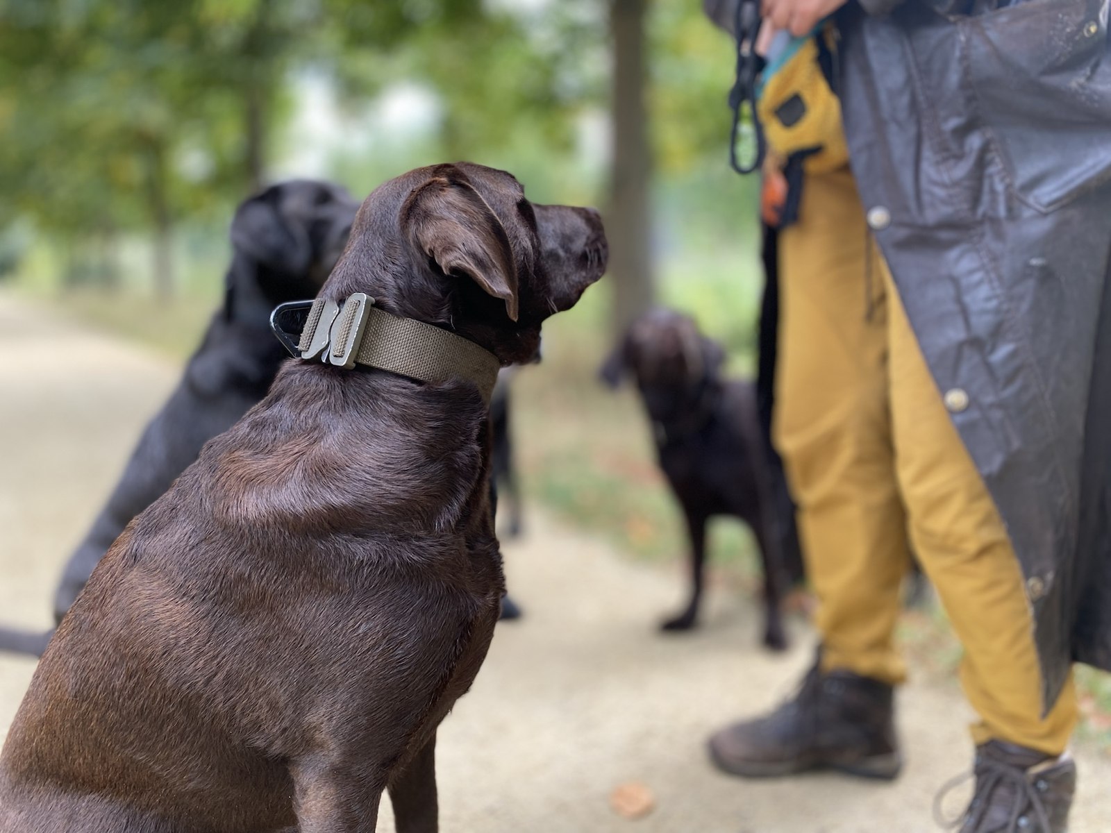 Hond kijkt aandachtig naar de vaste verzorger tijdens een groepswandeling