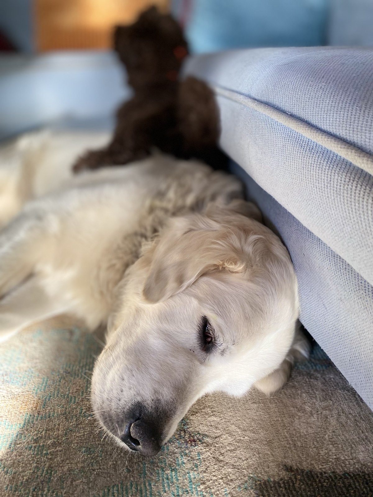 Oudere witte hond rust ontspannen op een zachte plek bij de bank