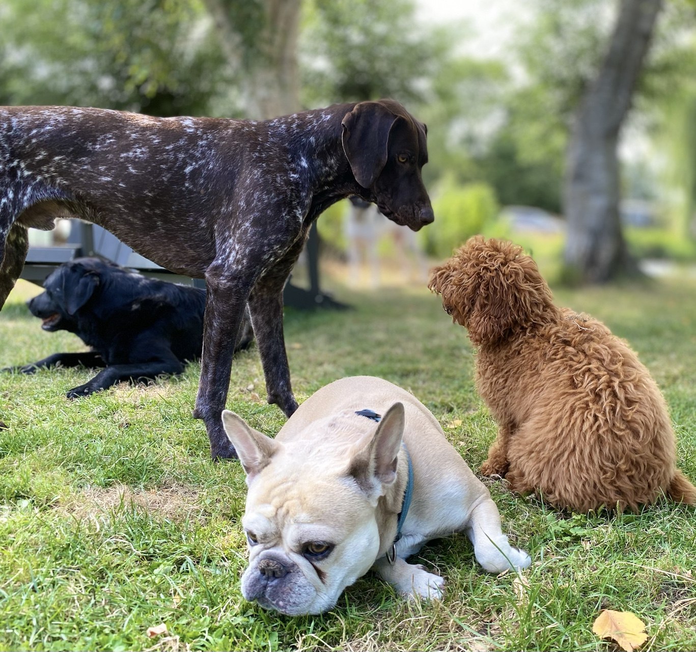 Vier honden van verschillende formaten geven elkaar rustig ruimte in het gras
