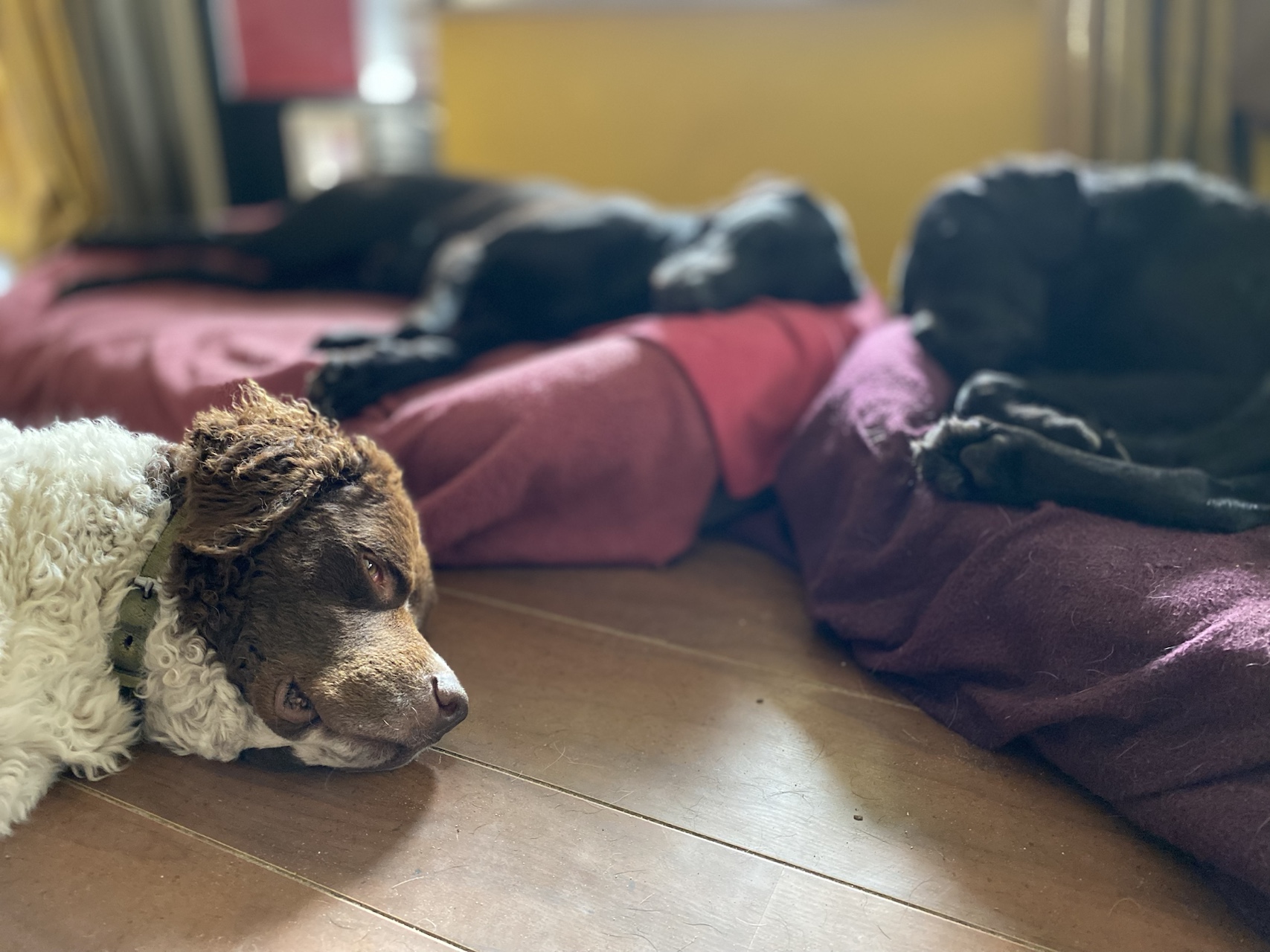 Meerdere honden rusten op comfortabele bedden in een huiselijke kamer