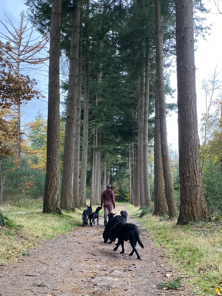 Vaste verzorger wandelt met een kleine groep honden tussen hoge bomen