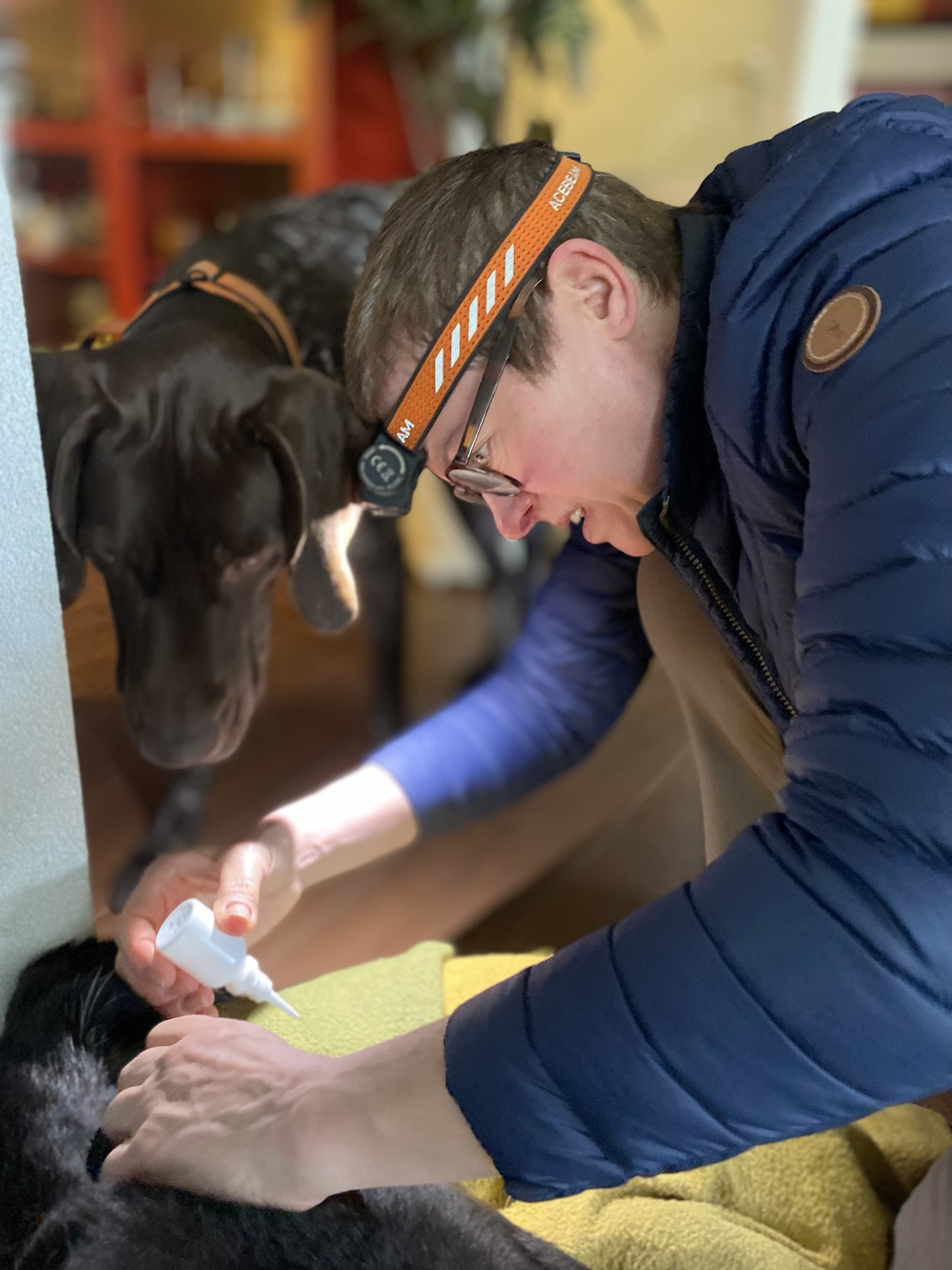 Een verzorger onderzoekt een hond zorgvuldig en rustig terwijl een tweede hond meekijkt