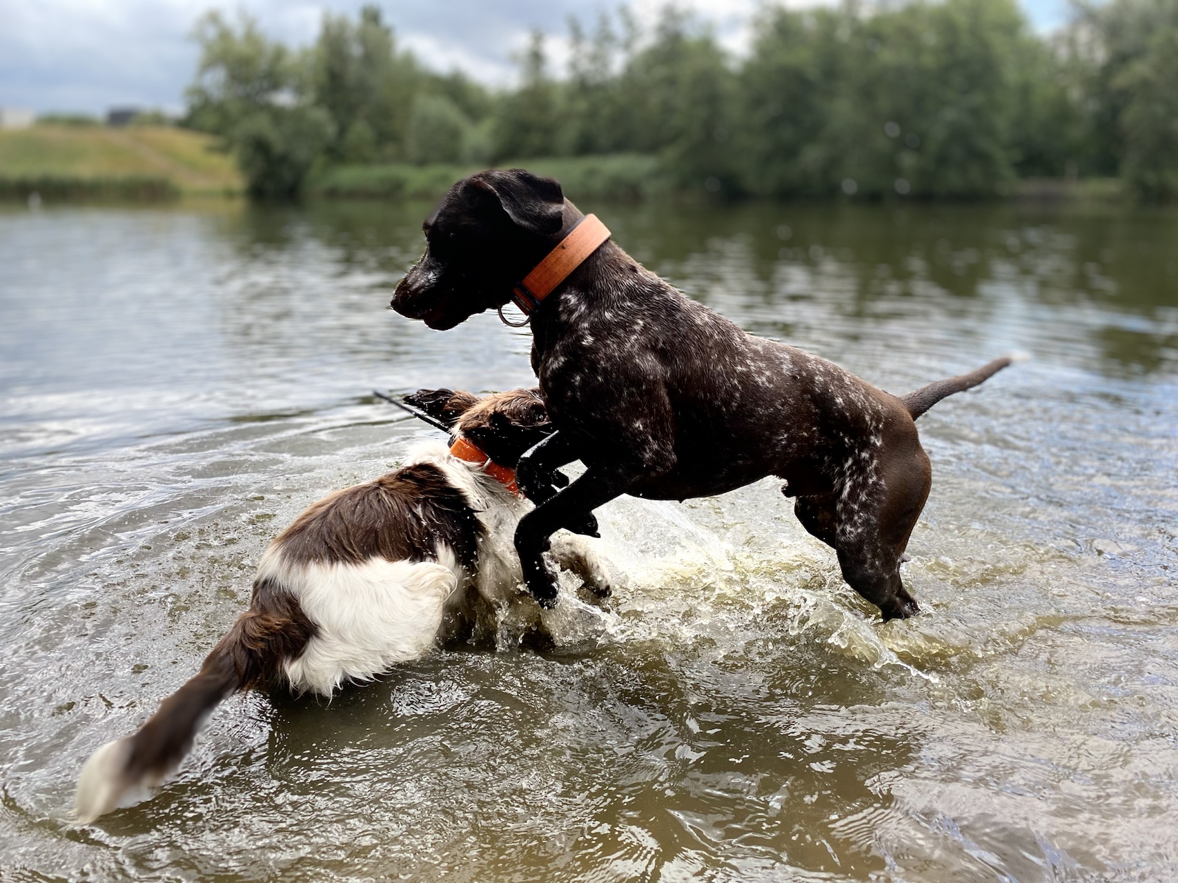 Twee honden springen en rennen vol energie door het water tijdens een begeleid buitenmoment