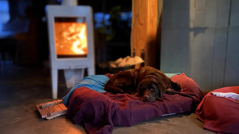 Een bruine labrador rust ontspannen op een zacht bed bij de warme openhaard