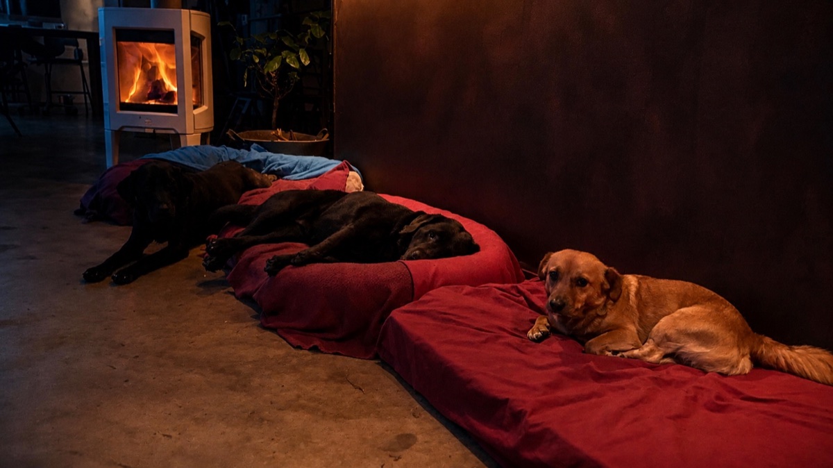 Meerdere honden rusten 's avonds samen op comfortabele bedden in de huiselijke slaapruimte
