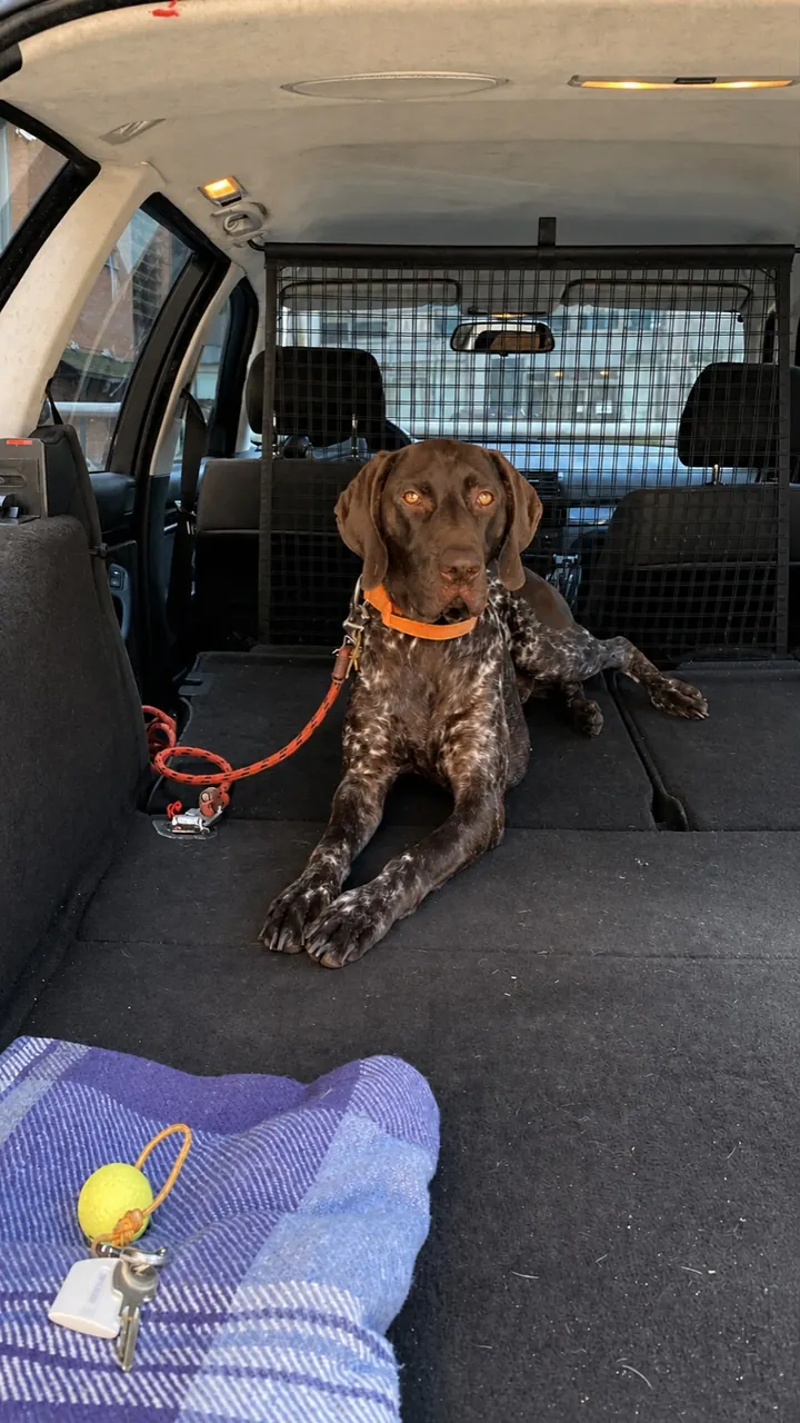 Hond ligt veilig aangelijnd in de bagageruimte van een auto voor afgesproken ophalen en vervoer