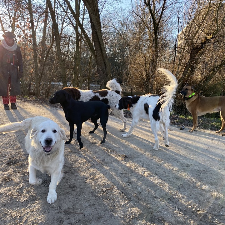 Een zorgvuldig samengestelde groep honden van verschillende formaten wandelt samen