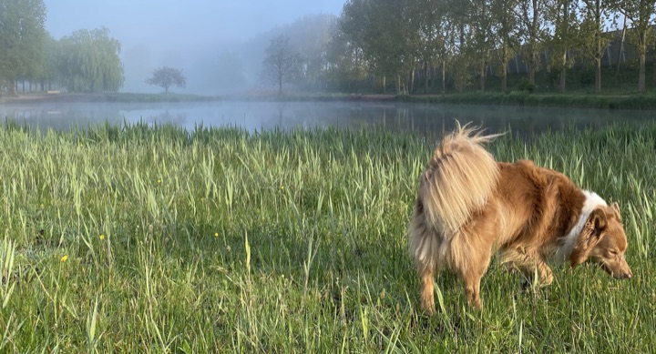 Een hond snuffelt in het hoge gras aan de rand van het water