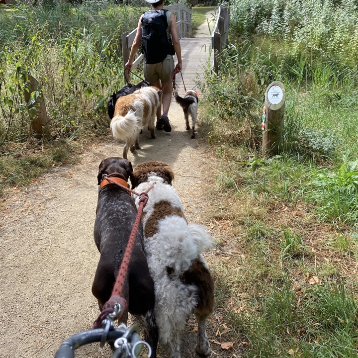 Honden lopen aangelijnd en begeleid over een smal natuurpad